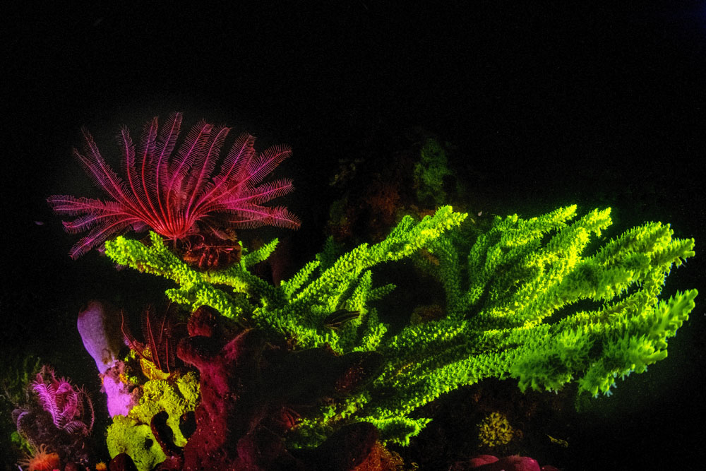 Copyright Louise Murray